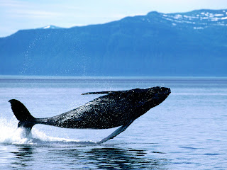 Blue Whale water, sea in ocean alone image, photos, picture