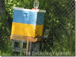 bee syrup recipe- The Backyard Farmwife