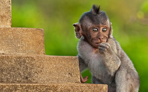 Fotografías de changos, monos, simios y primates