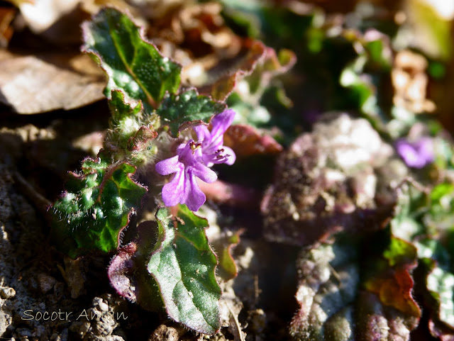 Ajuga decumbens