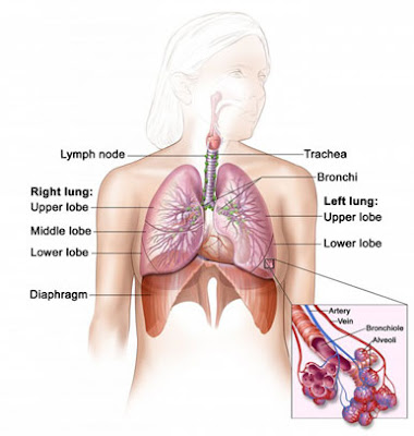 Symptoms of mesothelioma