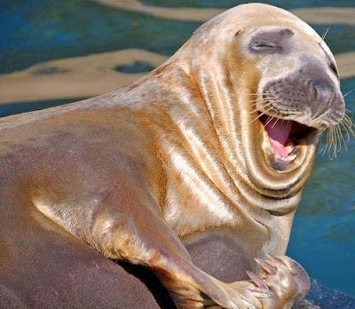 smiling animals will make you smile