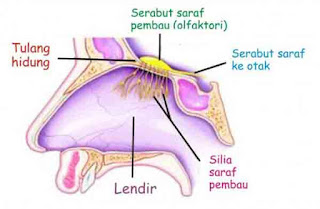 Indera merupakan organ penting yang berfungsi mendapatkan rangsang yang berasal dari luar tub Alat Indra Manusia plus Pembahasan Lengkap