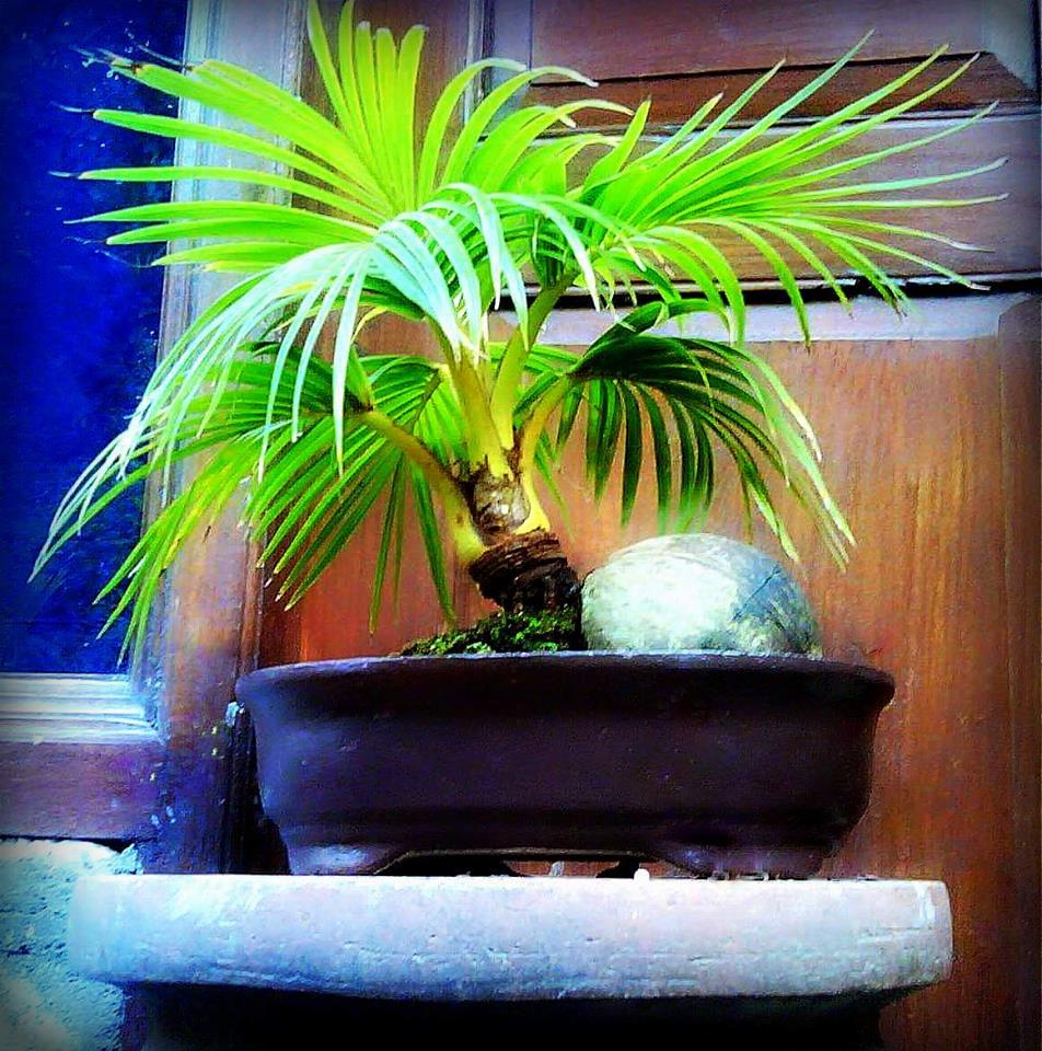 Bonsai Kelapa