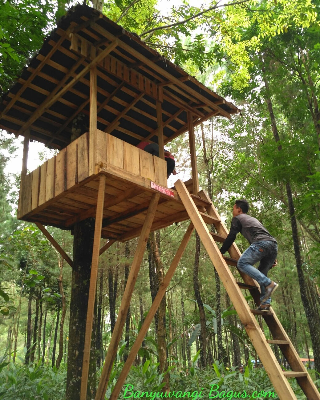 Desain Rumah Pohon Sederhana Situs Properti Indonesia
