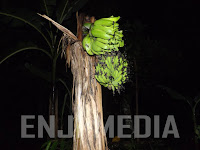 Fenomena Pisang Di Kuningan Kanigoro Blitar