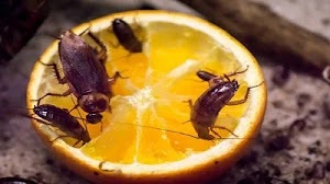 La cucaracha americana: características, hábitat y cómo diferenciarla de otras especies de cucarachas