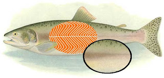 bintancenter.blogspot.com - Inilah Alasan Kenapa Danging Ikan Warna-Nya Putih / Merah