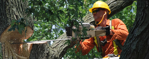 tree trimming Melbourne