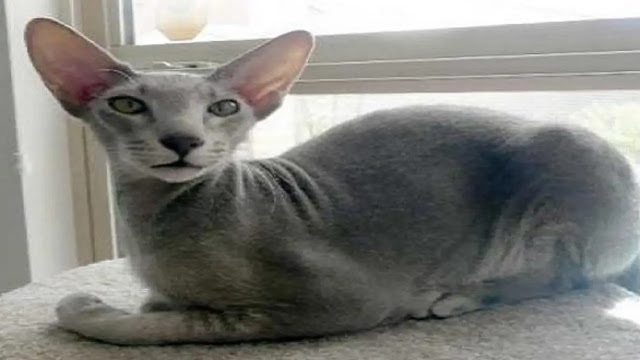 Peterbald Cat: