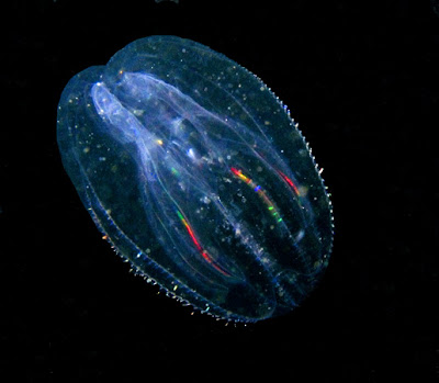 Comb Jelly água via pente Mnemiopsis leidyi 