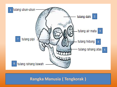 materi ipa kelas iv rangka kepala manusia pada struktur tubuh manusia