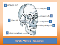 Materi IPA Kelas 4 Rangka Kepala Semester 1