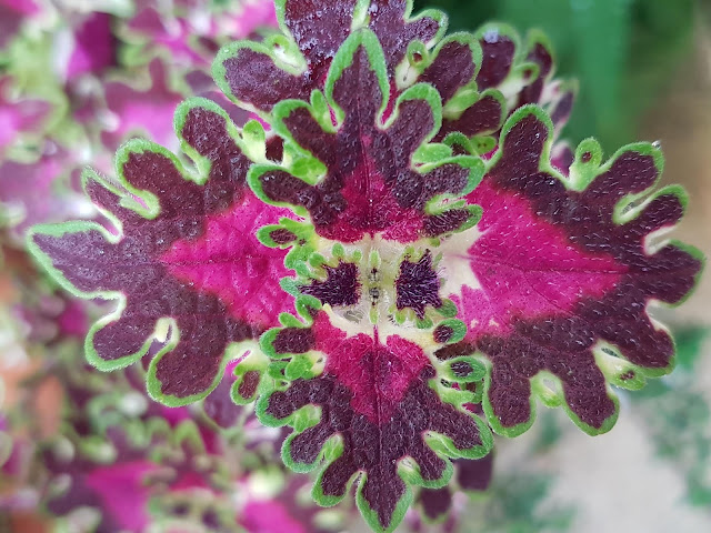 Red, pink and green coleus leaves