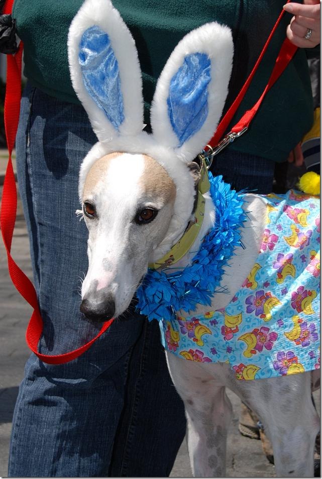 perros pascua (17)