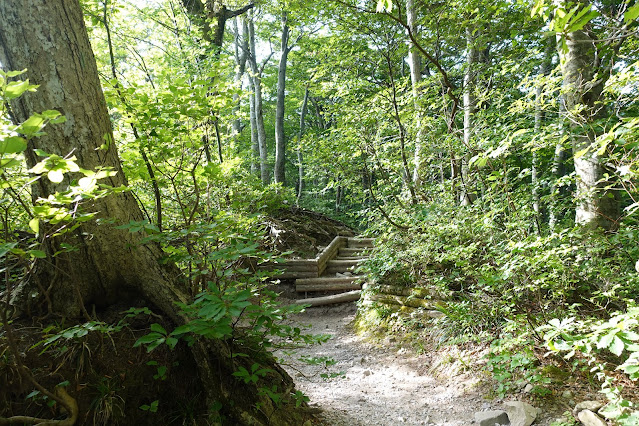 8月の大山夏山登山道