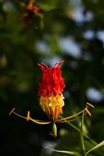 The Flame Lily (Gloriosa superba) or Niyagala photographed in Anuradhapura