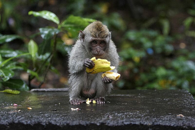 Pictures Of Monkeys Eating Bananas. Radioactive Monkey Eating