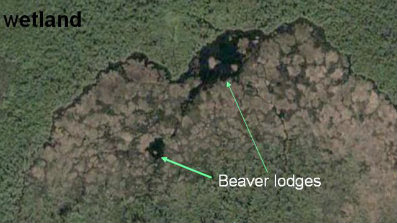 World's Biggest Beaver Dam