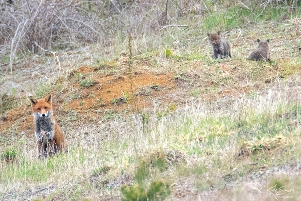 Foxes