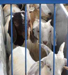 goats waiting to be worked