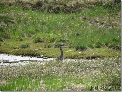 Heron over there