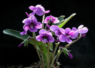 Violetas plantadas