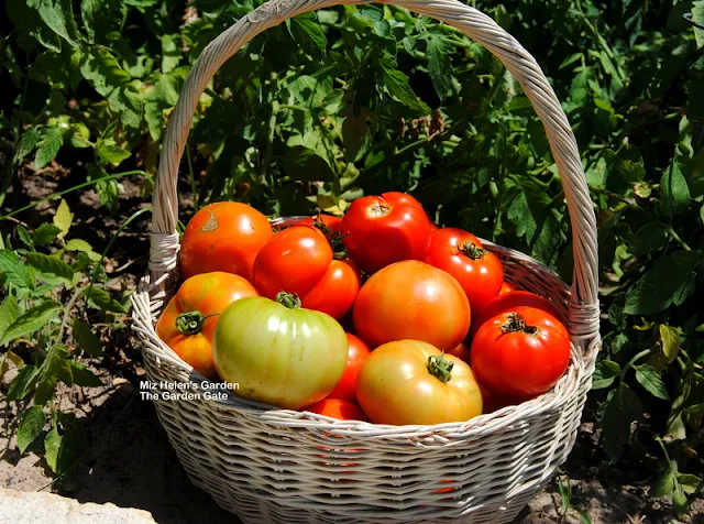 Garden To Table Canned Stewed Tomatoes at Miz Helen's Country Cottage