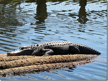 HomosassaSpringsWildlifeState Park04-23-12c