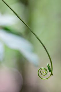 Tendril swirls on bokeh background