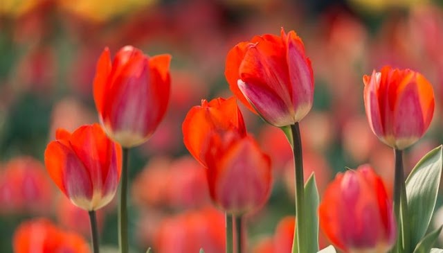 Tulips: A Verifiable Point of View