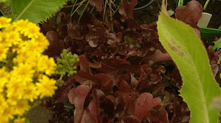 Dahlia and lettuce plants