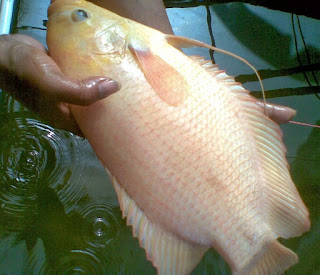 budidaya ikan gurame di kolam tembok,budidaya ikan gurame di kolam terpal,makanan ikan gurame,harga bibit ikan gurami,mempercepat pertumbuhan ikan gurame,