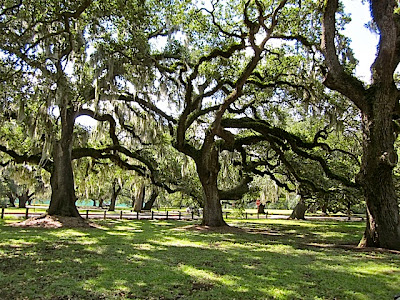 New Orleans Live Oak