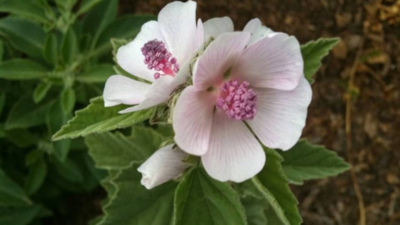 planta medicinal altea malvavisco