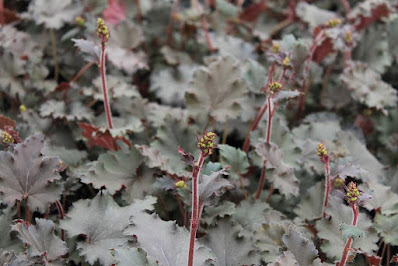 Heuchera Ebony and Ivory -  Ebony and Ivory Coral Bells care