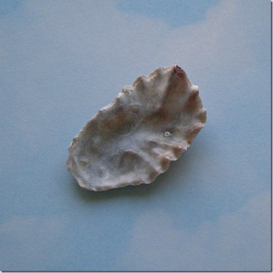 PMDSCN4395