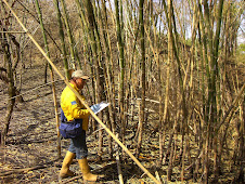 INVENTARIOS DE BOSQUES NATURALES