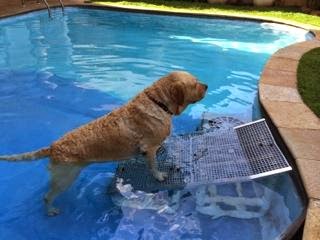 rampas para cães em piscinas