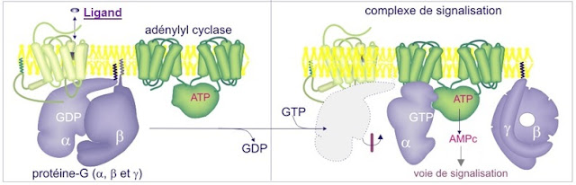 Source : http://ressources.unisciel.fr/biocell/chap11/co/Chap11_webUnisciel.html