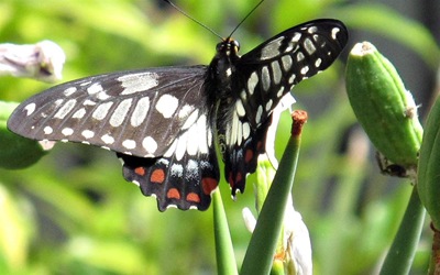 dingy swallowtail_butterfly 002 (Large)