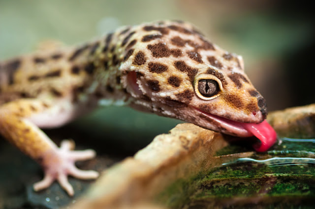 A standardized scheme that rates exotic pets from "easy" to "extreme" could improve animal welfare. This leopard gecko, often marketed as a beginner pet, is not easy to care for well