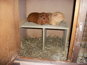 Guinea pigs