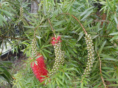 紅千層的花序