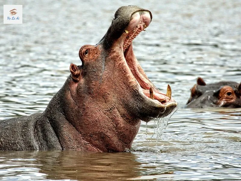 Hippo