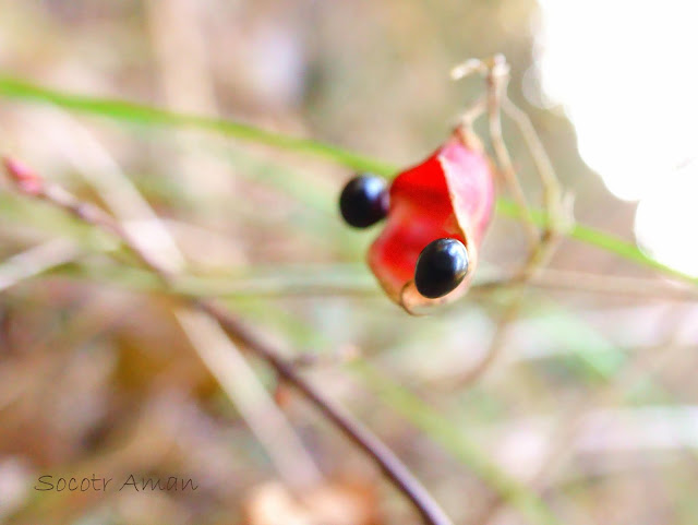 Rhynchosia acuminatifolia