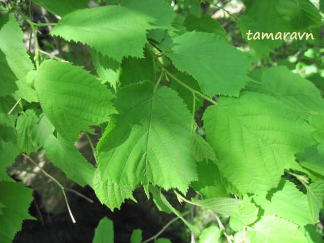 Лещина разнолистная / Орешник разнолистный (Corylus heterophylla)