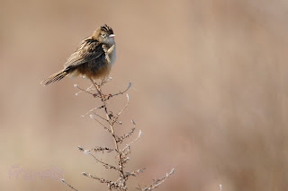 Buitrón (Cisticola juncidis) Zitting Cisticola