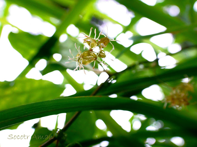 Smilax riparia