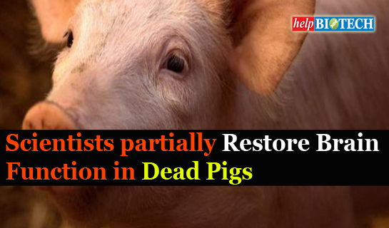 Scientists partially Restore Brain  Function in Dead Pigs !